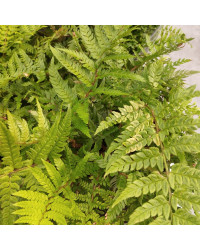 Fougère d'intérieur Nephrolepis Green Lady