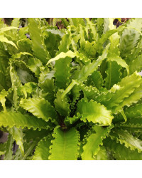 Asplenium Fougère Nid DOiseau Leslie