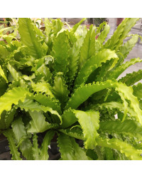 Asplenium Fougère Nid DOiseau Leslie