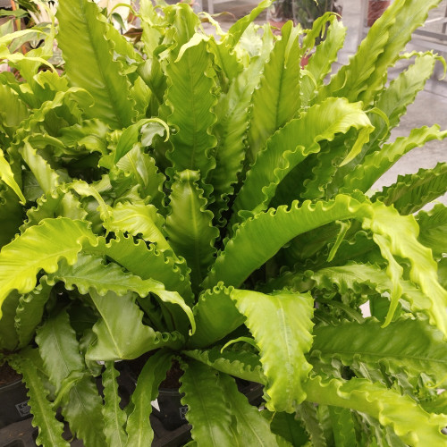 Asplenium Fougère Nid DOiseau Leslie