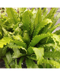Asplenium Fougère Nid DOiseau Leslie