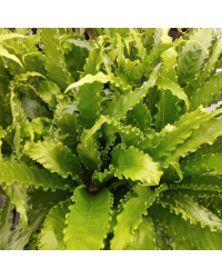 Asplenium Fougère Nid DOiseau Leslie