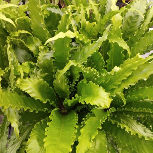 Asplenium Fougère Nid DOiseau Leslie