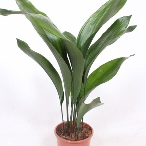 Aspidistra elatior en pot de 17cm