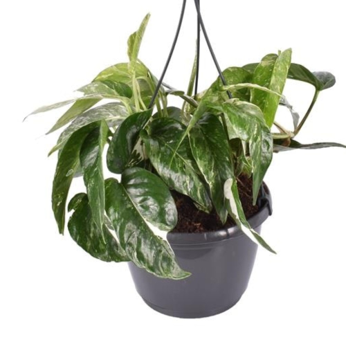 Pothos Epipremnum Variegata pot de 15cm