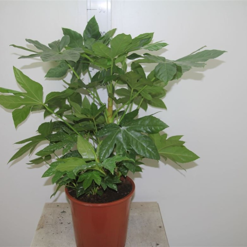 Fatsia Japonica en pot de 19cm