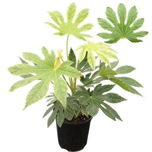 Fatsia Japonica en pot de 19cm