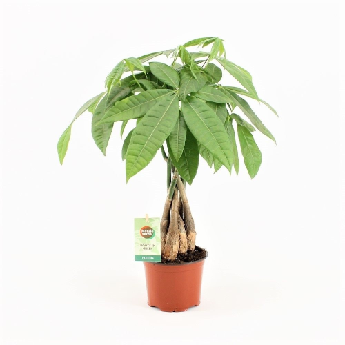 Lot de 3 Pachira Aquatica en pot de 12cm