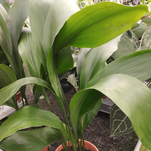 Aspidistra elatior en pot de 17cm