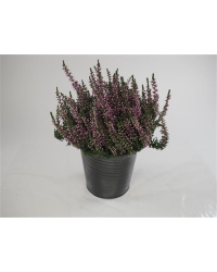 Lot de 6 Callunas Mauves Pot de 10,5cm