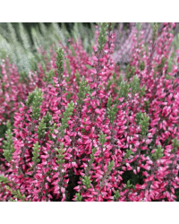 Lot de 6 Callunas Mauves Pot de 10,5cm