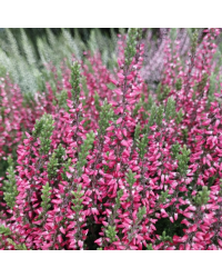 Lot de 6 Callunas Mauves Pot de 10,5cm