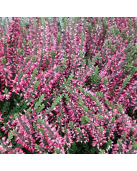 Lot de 6 Callunas Mauves Pot de 10,5cm