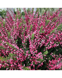 Lot de 6 Callunas Mauves Pot de 10,5cm