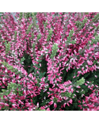 Lot de 6 Callunas Mauves Pot de 10,5cm