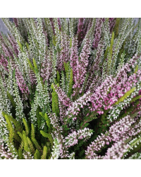 Lot de 5 Bruyères Garden Bicolore Pot de 12cm