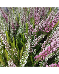 Lot de 5 Bruyères Garden Bicolore Pot de 12cm