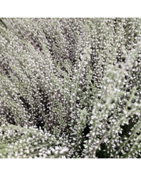 Bruyère D'Été Calluna Blanc Pot de 11cm