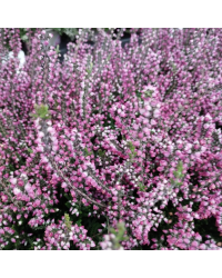 Bruyère DÉté Calluna Rose Pot de 12cm