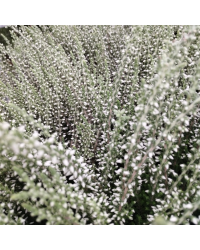 Bruyère DÉté Erica Calluna Blanc Pot de 10,5cm