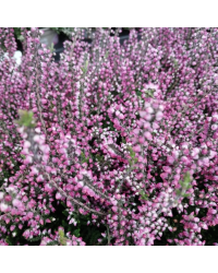 Bruyère DÉté Erica Calluna Rose Pot de 11cm