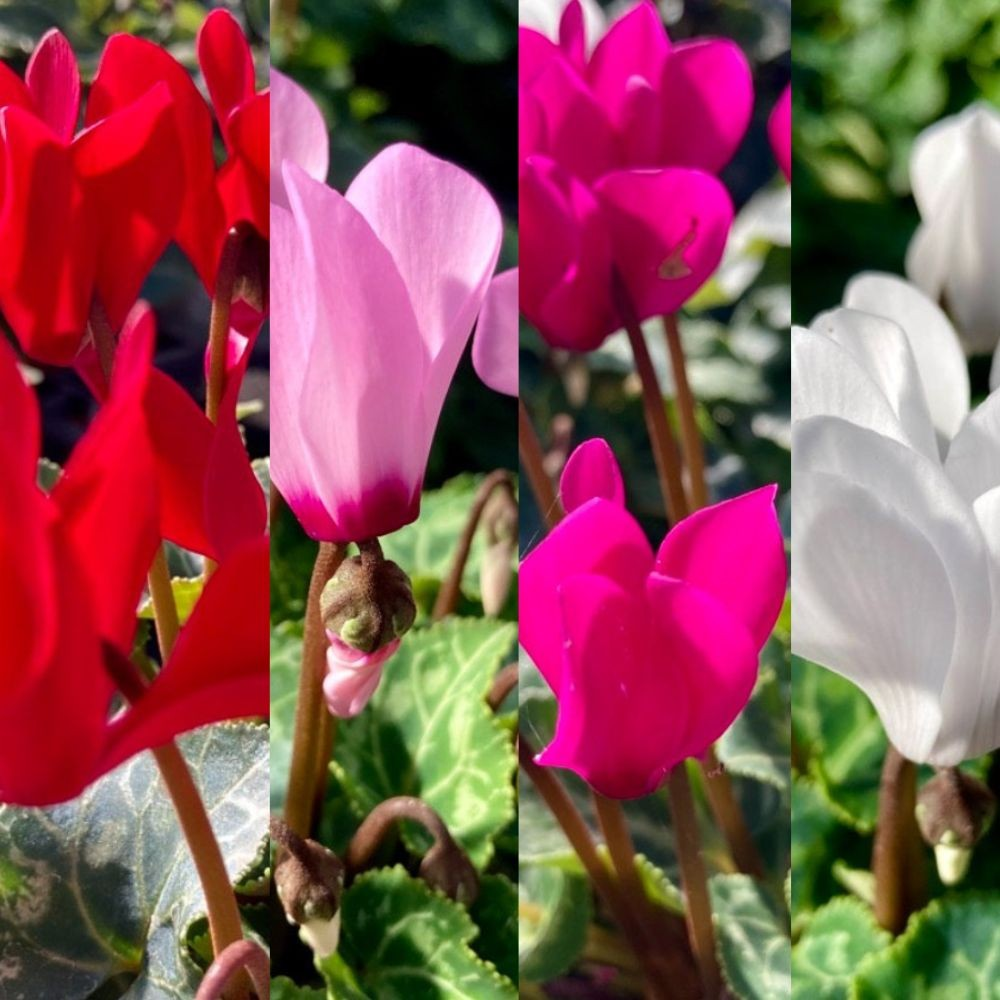 Cyclamen blanc