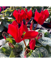 Cyclamen blanc