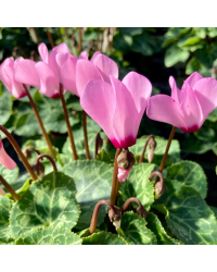 Cyclamen blanc