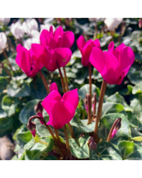 Cyclamen blanc