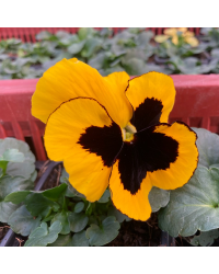Lot de 24 Pensées à Grosses Fleurs