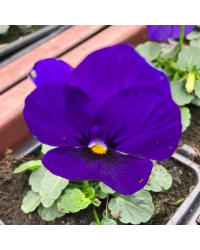 Lot de 24 Pensées à Grosses Fleurs