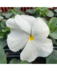 Lot de 24 Pensées à Grosses Fleurs
