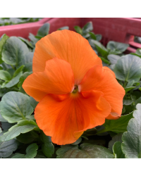 Lot de 24 Pensées à Grosses Fleurs