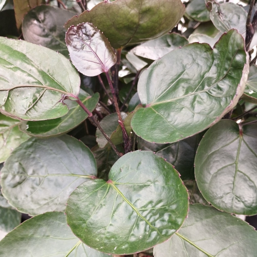 Aralia Polyscias Fabian en pot de 19cm