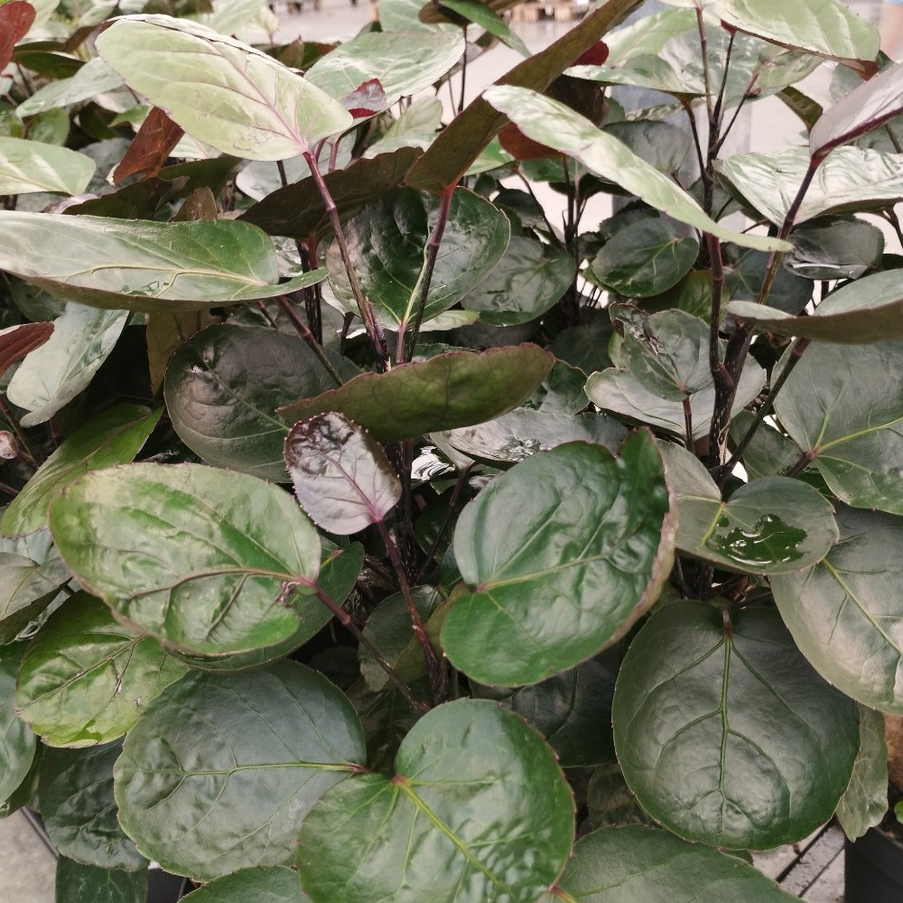 Aralia Polyscias Fabian en pot de 19cm