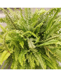 Fougère d'intérieur Nephrolepis Green Lady