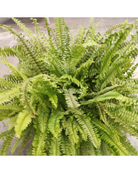Fougère d'intérieur Nephrolepis Green Lady