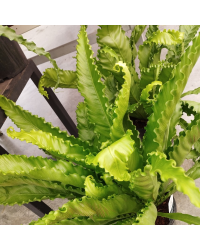 Asplenium Fougère Nid DOiseau Leslie