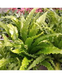 Asplenium Fougère Nid DOiseau Leslie