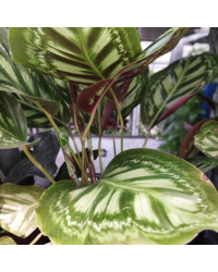 Calathea Ornata Sanderiana Yellow Fusion