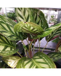 Calathea Ornata Sanderiana Yellow Fusion