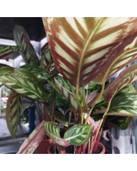 Calathea Ornata Sanderiana Yellow Fusion