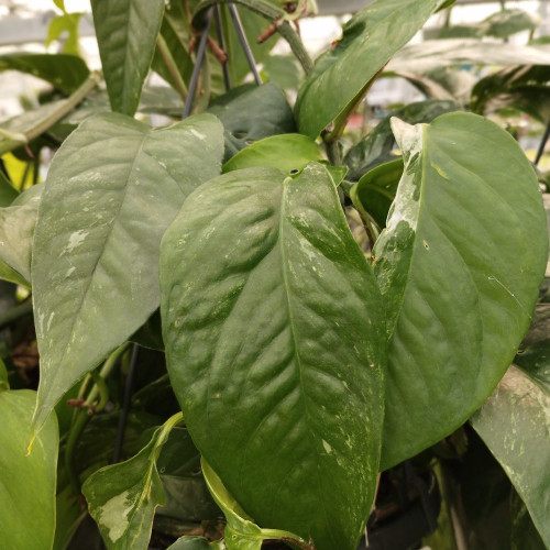 Pothos Epipremnum Variegata pot de 15cm