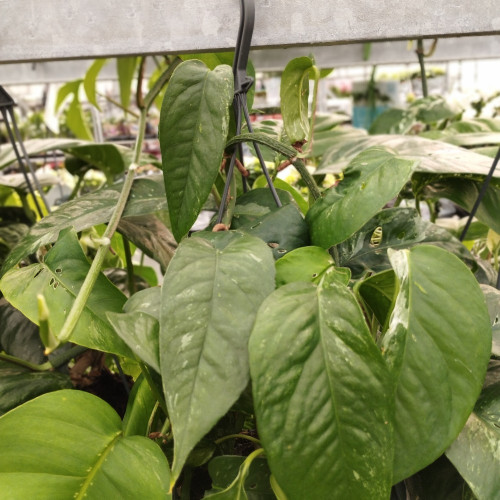 Pothos Epipremnum Variegata pot de 15cm