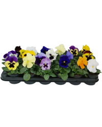 Lot de 18 Pensées Mélangées en Pot de 9cm