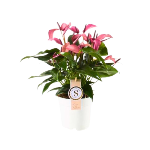 Anthurium Zizou Rose - Pot De 14 Cm