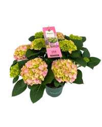 Hortensia Macrophylla Bijou Magical Rose 7+ - Pot De 14 Cm
