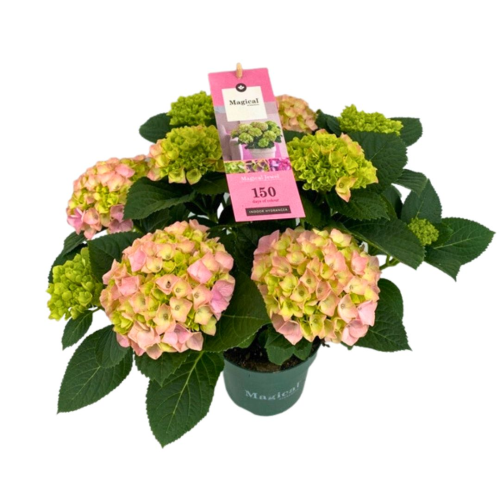 Hortensia Macrophylla Bijou Magical Rose 7+ - Pot De 14 Cm