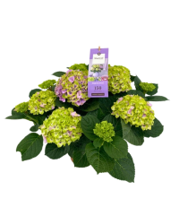 Hortensia Macrophylla Joyau Magical Violet 7+ - Pot De 14 Cm
