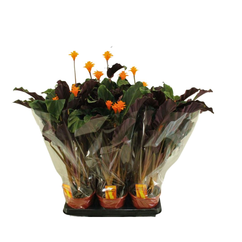 Calathea Crocata Tasmanie - Pot De 14 Cm | Coclicoh.com